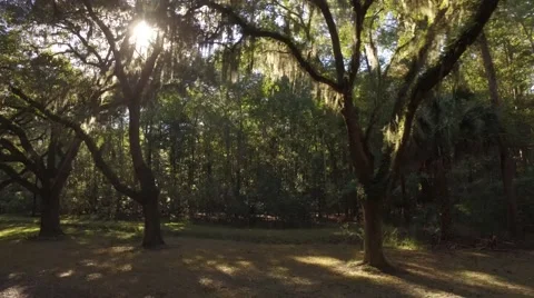 Aerial Shot Moving Back Through Ancient Oaks with Sun Poking Through Stock Footage 57713441
