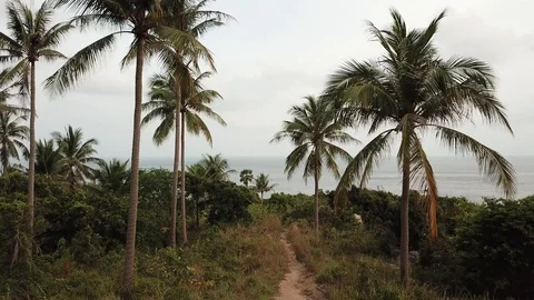 Aerial shot of moving between the palms towards the ocean in Thailand Stock Footage 88016356