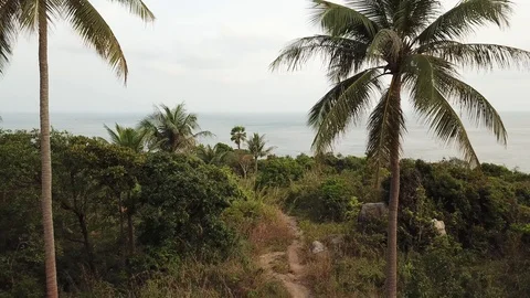 Aerial shot of moving between the palms towards the ocean in Thailand Stock-Footage 88016372