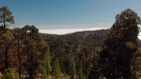 Aerial shot. Moving forward between the trees in the foreground, above the Video stock 103451787