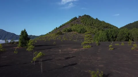 Aerial shot moving forward over pine field in black sand 스톡 동영상 163604591