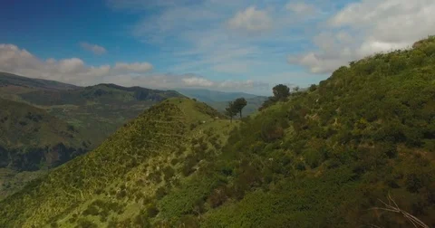 Aerial shot moving toward cows on a hill Stock Footage 77012082