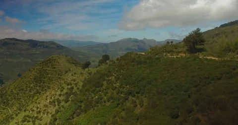 Aerial shot moving towards cows on a mountain Stock Footage 77011267