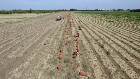 Aerial shot of onion sacks rows. Farmers put them on trailer with tractor Stock-Footage 81362729