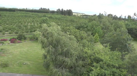 Aerial Shot of an orchard Stock Footage 34256679