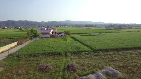 Aerial shot over agricultural fields in rural India. Tall lush wheat growing. Video stock 89358024