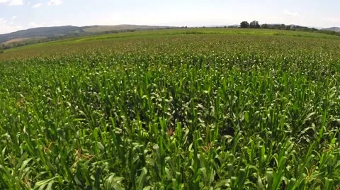 Aerial shot over corn field Stock Footage 40349501