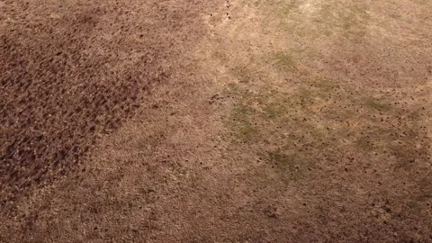 Aerial Shot Over Deer. Stock Footage 131283743