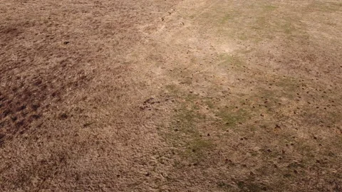 Aerial Shot Over Deer on Range Stock Footage 131283878