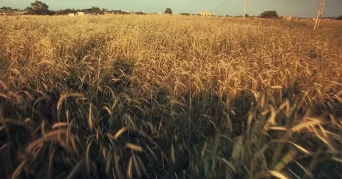 Aerial shot over fields filled with wheat Stock Footage 75178225