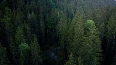 Aerial shot over a forest Stock Footage 77061329