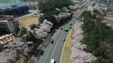 Aerial shot over full blossom cherry trees in Spring, Gyeongju, South Korea Video stock 237210053