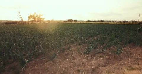 Aerial shot over green fields Stock Footage 75169320