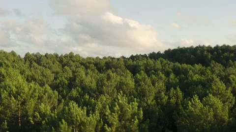 Aerial shot over a huge pine forest at sunset in the Landes, France Stock Footage 286310188