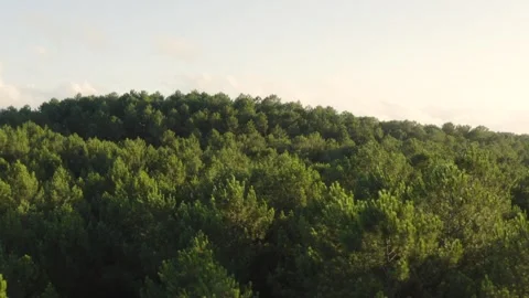 Aerial shot over a huge pine forest at sunset in the Landes, France Stock Footage 286310195