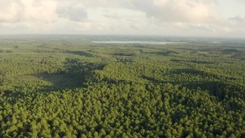 Aerial shot over a huge pine forest at sunset in the Landes, France Stock Footage 286310215