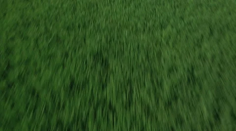 Aerial Shot over Impressive Large Grass Fields in Bright Sunny Day. Stock Footage 64932020