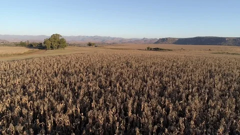 Aerial shot over large field of corn with mountains in the background Video stock 80456815