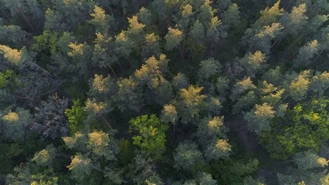 Aerial shot over the mixed spring forest.  UHD, 4K Video stock 75774171