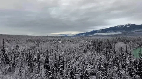 Aerial shot over a pine forest with the pond and snow-capped mountains Video stock 119237136