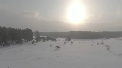 Aerial shot over a pine forest during the blizzard Stock Footage 221533126