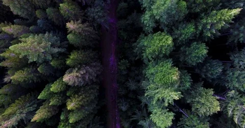 Aerial shot over Redwood Forest on a beautiul day Stock Footage