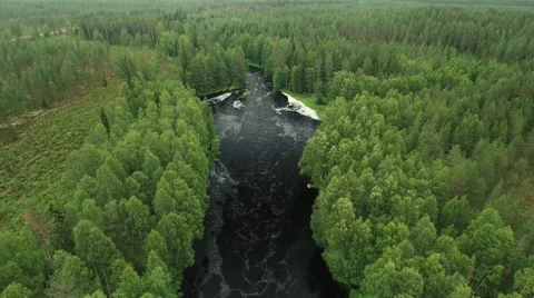 Aerial Shot over River Surrounded by Large Pine Forest Video stock 65250054