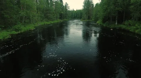 Aerial Shot over River Surrounded by Large Pine Forest Stock Footage 65252542