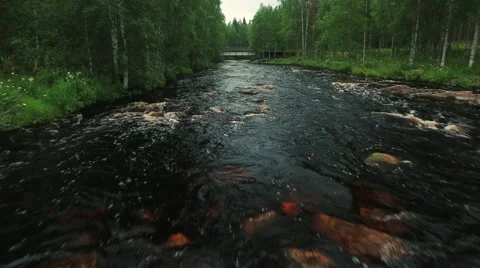 Aerial Shot over River Surrounded by Large Pine Forest Stock Footage 65254332