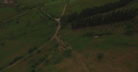 Aerial shot over sheep in fields Stock Footage 76922608
