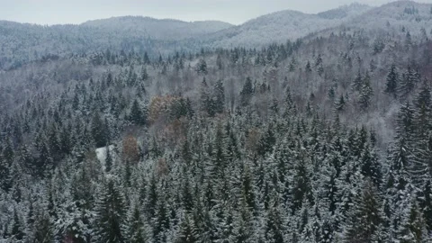 Aerial shot over a snowy pine forest in winter, in Slovenia Stock Footage 228907614