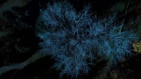 Aerial shot over trees in the moonlight Stock Footage 143609095