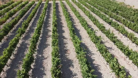 Aerial  Shot  Over a Vineyard on Flat Land - 489 Stock Footage 311019736
