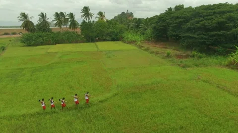 Aerial shot of Paddy Field Workers Stock Footage 248787188