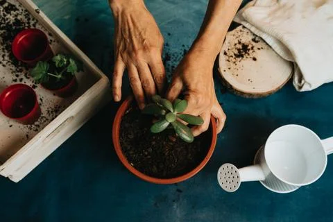 Aerial shot of a pair of hands doing some gardening with a growing plant an.. Stock Photos