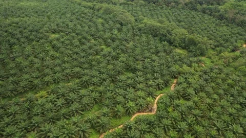 Aerial shot of palm trees and fields,Negeri Sembilan,Malaysia Stock Footage 237354532