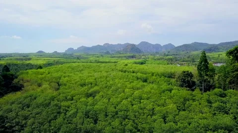 Aerial Shot of Palm Trees Fields and Mountains in Krabi, Thailand. Stock Footage 153573199