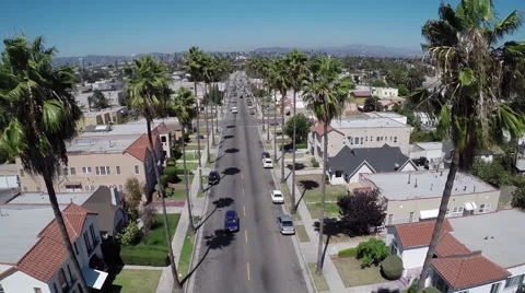 Aerial Shot of Palm Trees Stock Footage 49751148