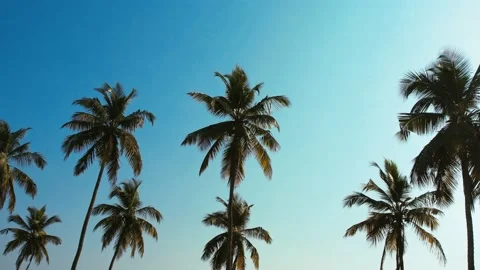 Aerial Shot of Palm Trees 库存影片 236337036