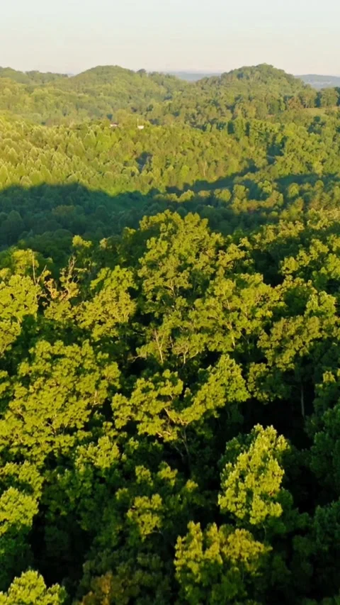 Aerial shot panning over dense green pine forest trees Stock-Footage 333159588