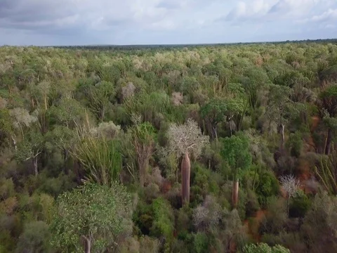 Aerial shot panning up over Spiny Forest, Madagascar Stock Footage