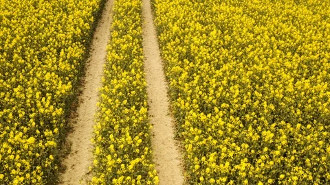 Aerial Shot of Parallel Foot Path Along Canola Fields Stock-Footage 112672163