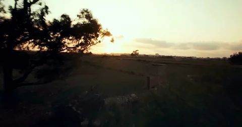 Aerial shot passes close to a tree in silhouette Stock Footage 75169405