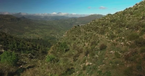 Aerial shot passing over wild cows on the mountains Stock Footage 77004381