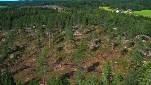 Aerial shot of patch cut pine forest in Sweden Stock Footage 325381552