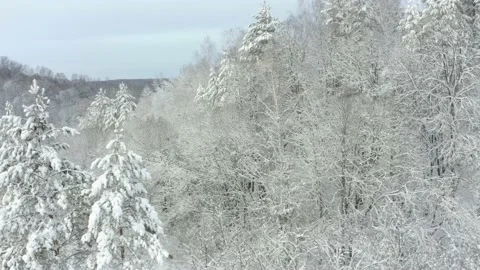 Aerial shot: Pine And Deciduous Forest With Snow Covered Trees Stock Footage 167546375