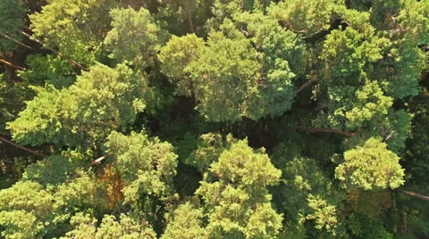 Aerial shot of a pine forest at dawn Stock Footage 56598786
