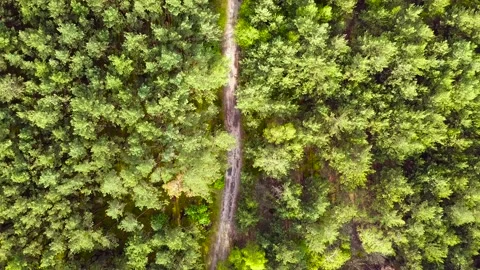 Aerial shot of pine forest during sunrise with road in the middle 動画素材 133641483