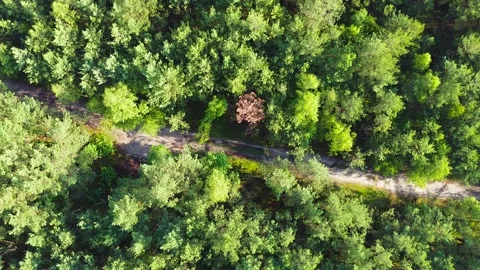 Aerial shot of pine forest during sunrise with road in the middle Stock Footage
