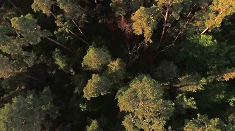 Aerial shot of a pine forest Stock Footage 55251387